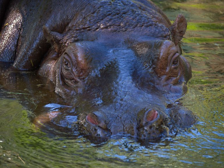 hroch-obojzivelny-hippopotamus-amphibius