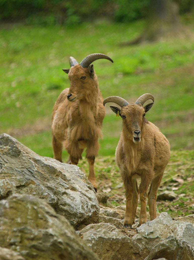 paovce-hrivnata-ammotragus-lervia