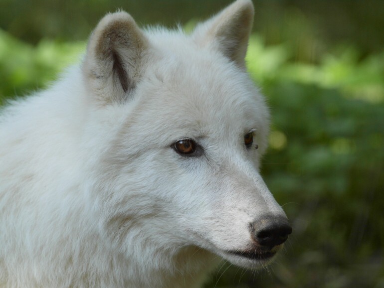 vlk-polarni-zoo-brno